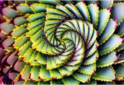 Tablou Canvas Phyllotaxis Plant Spiral, 80x50cm, tabloucanvas215 (tabloucanvas215/50x80cm)