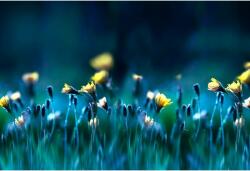  Tablou Canvas Just hawksbeards Under The Sun, 80x50cm, tabloucanvas245 (tabloucanvas245/50x80cm)