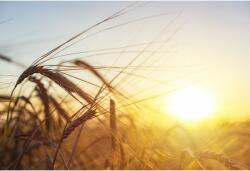Tablou Canvas Wheat In The Sunshine , 80x50cm, tabloucanvas121 (tabloucanvas121/50x80cm)