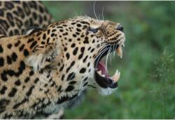 Tablou Canvas Portrait Of Beautiful Leopard, 80x50cm, tabloucanvas1127 (tabloucanvas1127/50x80cm)