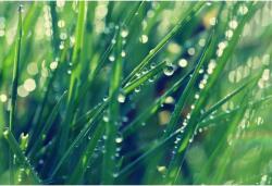  Tablou Canvas Morning Dew Drops On Grass, 80x50cm, tabloucanvas138 (tabloucanvas138/50x80cm)