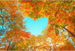 Tablou Canvas Red Orange Foliage Of The Park In Fall, 80x50cm, tabloucanvas478 (tabloucanvas478/50x80cm)