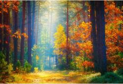 Tablou Canvas Forest In Beautiful Autumn Colors, 80x50cm, tabloucanvas340 (tabloucanvas340/50x80cm)