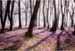 Tablou Canvas Wild Purple Saffron Flowers In The Forest During Spring, 80x50cm, tabloucanvas565 (tabloucanvas565/50x80cm)