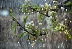 Tablou Canvas Rain Falling On Tree Buds, 80x50cm, tabloucanvas1096 (tabloucanvas1096/50x80cm)