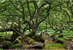  Tablou Canvas Mystical Forest, 80x50cm, tabloucanvas989 (tabloucanvas989/50x80cm)