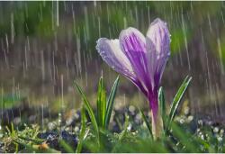 Tablou Canvas Rain Falling On Beautiful Purple Crocus, 80x50cm, tabloucanvas1153 (tabloucanvas1153/50x80cm)