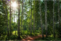 Tablou Canvas Sunlight Through The Birch Branches In The Forest, 80x50cm, tabloucanvas641 (tabloucanvas641/50x80cm)