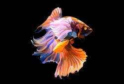 Poster Fish Oled Dark, 61x90cm, poster2159 (poster2159)