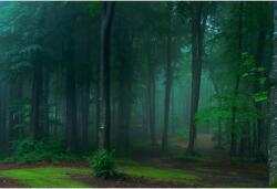 Tablou Canvas Shadows Of Trees In Dense Forest, 80x50cm, tabloucanvas323 (tabloucanvas323/50x80cm)