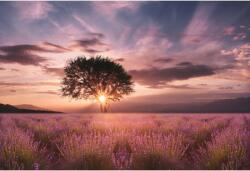 Tablou Canvas Amazing Lavender Field At Sunset, 80x50cm, tabloucanvas498 (tabloucanvas498/50x80cm)