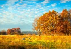 Tablou Canvas Orange Autumn Over Field, 80x50cm, tabloucanvas367 (tabloucanvas367/50x80cm)