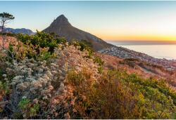 Tablou Canvas Lion's Head At Sunset, 80x50cm, tabloucanvas564 (tabloucanvas564/50x80cm)