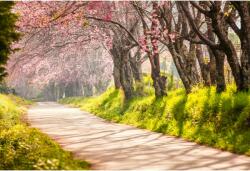 Tablou Canvas Blossom Trees Over The Footpath In Japan, 80x50cm, tabloucanvas897 (tabloucanvas897/50x80cm)