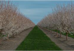 Tablou Canvas Cherry Blossom Orchard, 80x50cm, tabloucanvas1124 (tabloucanvas1124/50x80cm)