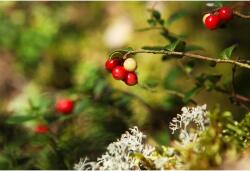 Tablou Canvas Lingonberry In The Forest, 80x50cm, tabloucanvas489 (tabloucanvas489/50x80cm)