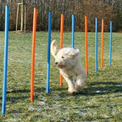 TRIXIE Dog Activity Agility szlalom akadály játék kutyáknak 12db 115x3cm (028-3206)