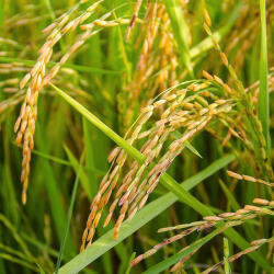  Rizskorpa olaj 100 ml