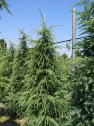 Ragyogás IM Kft Kék Himalájai Cédrus-cedrus Deodara Bush