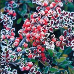 Ambiente Szalvéta Ambiente karácsonyi Frozen berries 33x33cm, 20db/csomag