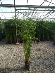 Ragyogás IM Kft Papiruszsás-cyperus Papyrus Bush - plantstore - 10 900 Ft