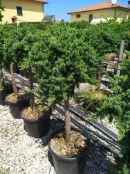Ragyogás IM Kft Fövenyboróka Blue Pacific 1/2 - Juniperus Conferta Blue Pacific 1/2 Standard - plantstore - 27 600 Ft