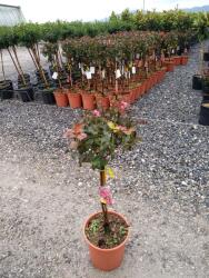 Ragyogás IM Kft Kínai Selyemmirtusz 1/4 Standard-lagerstroemia Indica In Varieta 1/4 Standard