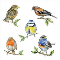 Ambiente Bird species white papírszalvéta 33x33cm, 20db-os