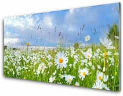 tulup. hu Akrilkép Daisy Meadow Természet 120x60 cm 2 fogas