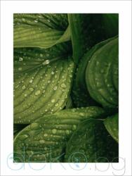  Принт Свежи зелени листа с капки (Print101)