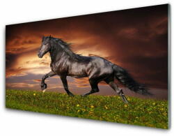 tulup. hu Akrilüveg fotó Black Horse Meadow Állatok 100x50 cm 2 fogas