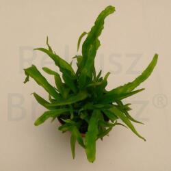 Madárfészekpáfrány, mini (Asplenium nidus)