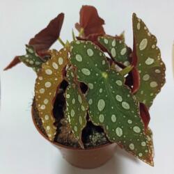  Pöttyös begónia ‘wightii’ (Begonia maculata) - kis cserepes