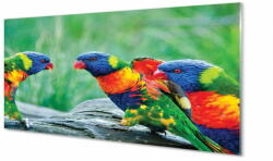 tulup. hu Konyhai üveg panel Színes papagáj fa 125x50 cm