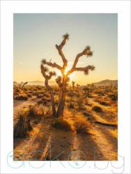 Принт Joshua Tree (Print123)