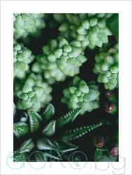  Принт Сукуленти (Print114)