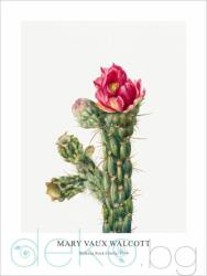  Принт Кактус Walking Stick Cholla, Мери Во Уолкът - репродукция (Print1022)