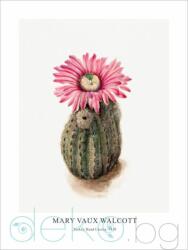 Принт Turkey Head Cactus, Мери Во Уолкът - репродукция (Print1031)