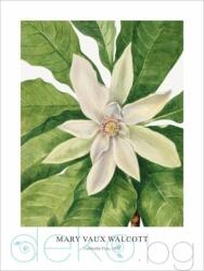  Принт Umbrella Tree, Мери Во Уолкът - репродукция (Print1021)