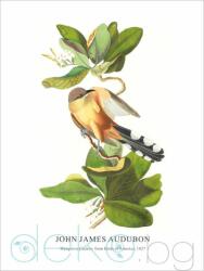  Принт Mangrove Cuckoo, Джон Джеймс Одюбон - репродукция (Print1048)