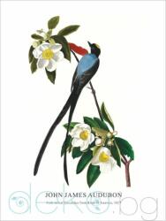  Принт Fork-tailed Flycatcher, Джон Джеймс Одюбон - репродукция (Print1045)