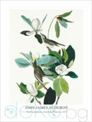  Принт Warbling Flycatcher, Джон Джеймс Одюбон - репродукция (Print1049)