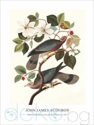  Принт Band-tailed Pigeon, Джон Джеймс Одюбон - репродукция (Print1044)