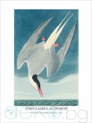  Принт Arctic Tern, Джон Джеймс Одюбон - репродукция (Print1051)
