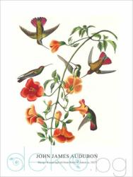  Принт Mango Hummingbird, Джон Джеймс Одюбон - репродукция (Print1046)