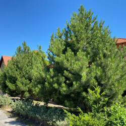  Feketefenyő - Pinus nigra - Konténeres