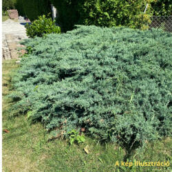 Kék terülő boróka - Juniperus x media 'Pfitzeriana Glauca' - Konténeres