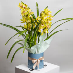 ImodFlowers Orhidee Cymbidium in Ghiveci - O Eleganta Exotica pentru Acasa
