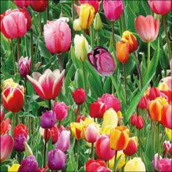 Ambiente Tulips Field papírszalvéta 33x33cm, 20db-os