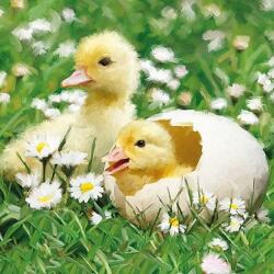 Ambiente Húsvéti papírszalvéta 33x33cm, 20db-os - Newborn Chicks
